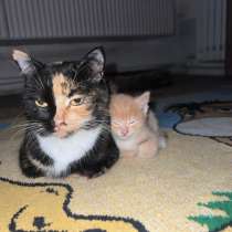 Котята отдам в хорошие руки, в Кызыле