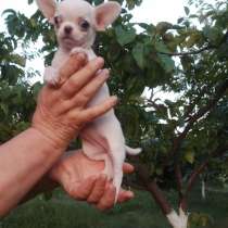 Чихуахуа. Мини, в г.Висмар