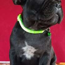 Французский бульдог, в г.Нюрнберг