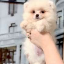 Померанский шпиц, в г.Люббенау