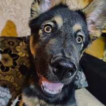 Щенок ищет свой дом, в Москве