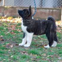 Американська акіта-іну цуценя, в г.Белград