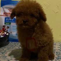 Той пудель. Red, в г.Берлин