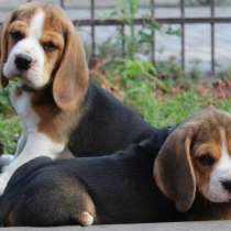 Щенки Бигля Триколор, в Владимире