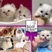 Spain cattery of Siberian cats, в г.Аликанте