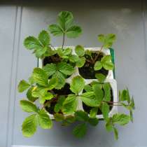 Земляника ремонтантная безусая - рассада, в Санкт-Петербурге