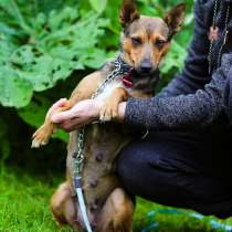 Компактная собачка с лисьей мордочкой, в Санкт-Петербурге