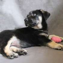 Щенок-коротколапик, в Санкт-Петербурге