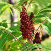 Саженцы сумаха дубильного, в Волгограде