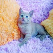 Рыжий котенок 1,5мес. мальчик, в Санкт-Петербурге