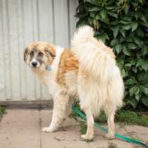 Очаровательный, интеллигентный мальчишка Бор в поисках дома!, в Москве