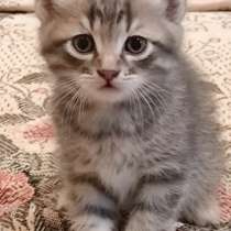 Животные, в г.Ровеньки