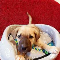 Умный не по годам щенок, любящий морковку, в Санкт-Петербурге