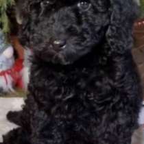 Пудель, в г.Klink