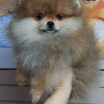 Померанский шпиц. Мини, в г.Прага