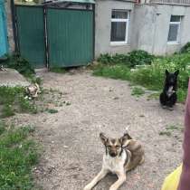 Возьмите щенка!, в г.Бердянск