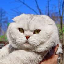 Серебристая шиншилла - вязка, в Москве