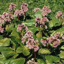 Бадан толстолистный. Посадочные корни с доставкой по России, в Москве