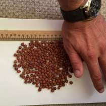 Продам Нут красный 250 тон, в Симферополе