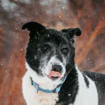 Мартин - спокойный песик для людей с большим сердцем, в Москве