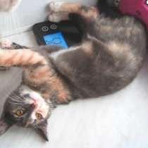 Спасаем котят. (Принес с мусорки в коробке), в г.Усть-Каменогорск