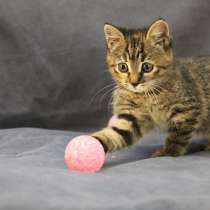 Озорной милашный котенок, в Санкт-Петербурге