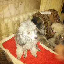 Предлагаю щенков карликового пуделя, в Симферополе