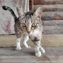 Молодая кошечка Муся, полосатое сокровище в добрые руки, в Москве