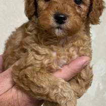 Той пудель, в г.Берлин