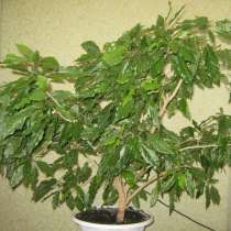 ПРОДАЕТСЯ КОМНАТНЫЙ ЦВЕТОК, в Пензе