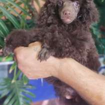 Poodle. Chocolate boy, в г.Фленсбург