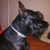 Щенки Ризеншнауцера для души и работы, в Подольске