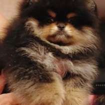 Pomeranian spitz. Black tan. Girl, в г.Берлин