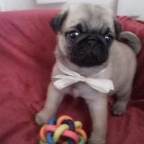 Щенки мопса с документами РКФ (привиты), в Красноярске