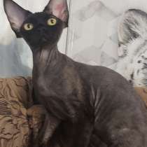 Девонята, в Воронеже