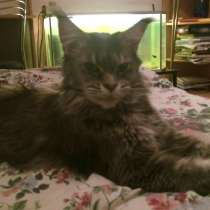 Maine coon polydact Mikkeli, в г.Muurikkala
