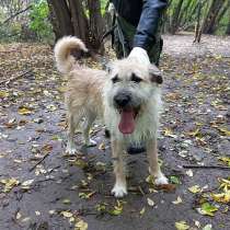 Очаровательный молодой терьерчик Филя в добрые руки, в Москве