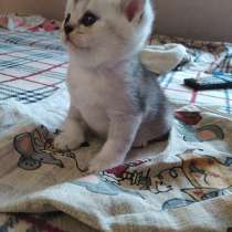 Шотландских котят, в г.Орша