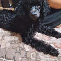 Карликовый пудель, в Симферополе