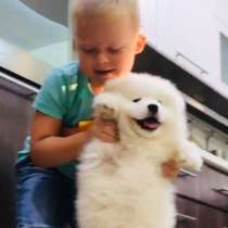 МиМи мишки щеночки самоедской лайки, в Смоленске