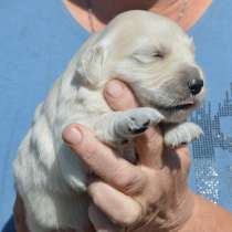 Щенки золотистого ретривера, в Симферополе