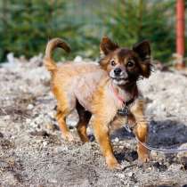Очень маленький и очень особенный пёсик, в Санкт-Петербурге