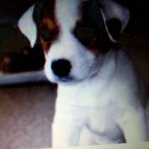 Ищем члена семьи новоржденного джека рассела, в Звенигороде