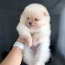 Щенок шпица, в г.Милан