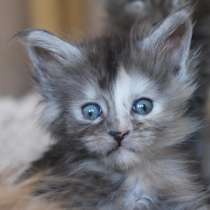 Мейн-Кун девочка, в Санкт-Петербурге