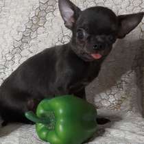 Чихуахуа. Dark blue. Мини, в г.Ротенбург-на-Фульде