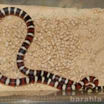 Рептилии и экзотические животные, в Волгограде