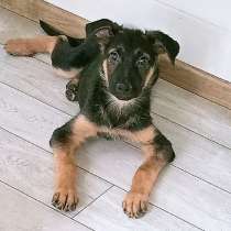 Кокос, милый, ласковый,мегаобаятельный щеночек в добрые руки, в Санкт-Петербурге