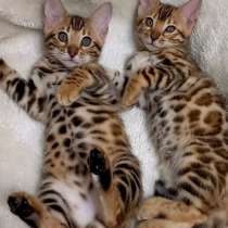 Бенгальский котенок, в Уфе