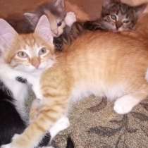 Очаровательные рыжики, в Москве